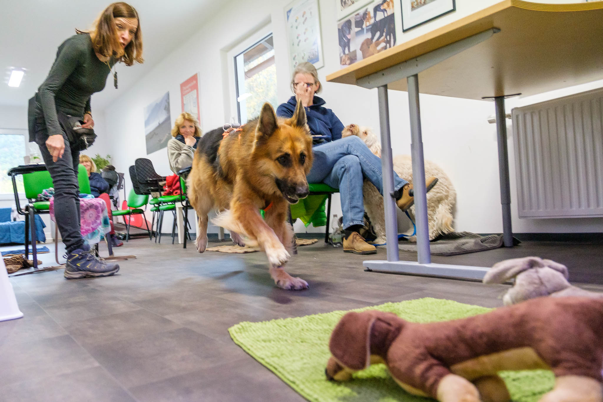 Kurse für junge & erwachsene Hunde - Hundekompetenz Alexander Minnich